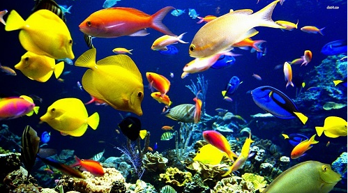 Nếu Trong Giấc Chiêm Bao Buổi Đêm Bạn Nằm Mơ Thấy Đàn Cá Ku11