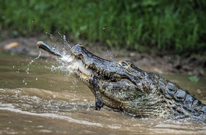 Cá Sấu – Loài Động Vật Bò Sát Hung Dữ và Những Điềm Báo Từ Giấc Mơ Kubet77