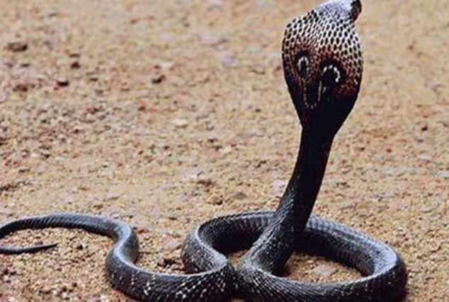 Rắn Hổ Mang trong Quan Niệm Phương Đông: Biểu Tượng của Trí Tuệ, Quyền Lực, Sức Mạnh và Tình Dục Kubet