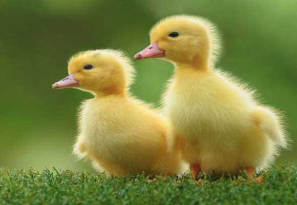 Giấc mơ thấy vịt là một trong Kubet những giấc mơ khiến nhiều người tò mò và tự hỏi về điềm báo mà nó mang lại. 