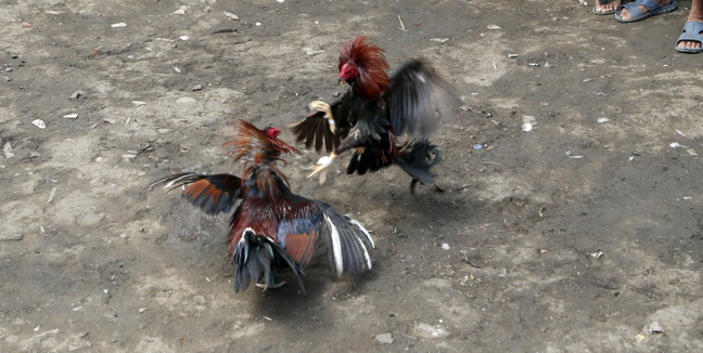 Đá Gà Ăn Tiền Ku11 Là Gì?