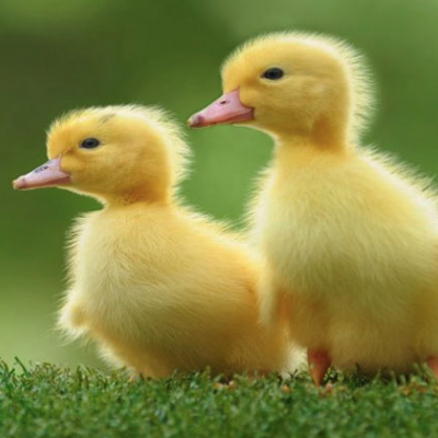 Giấc mơ thấy vịt là một trong Kubet những giấc mơ khiến nhiều người tò mò và tự hỏi về điềm báo mà nó mang lại. 