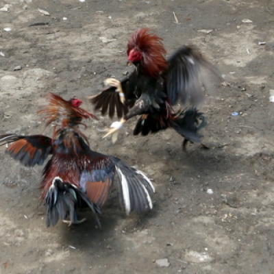 Đá Gà Ăn Tiền Ku11 Là Gì?