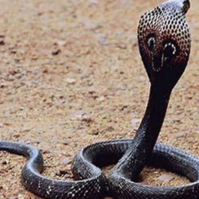 Rắn Hổ Mang trong Quan Niệm Phương Đông: Biểu Tượng của Trí Tuệ, Quyền Lực, Sức Mạnh và Tình Dục Kubet